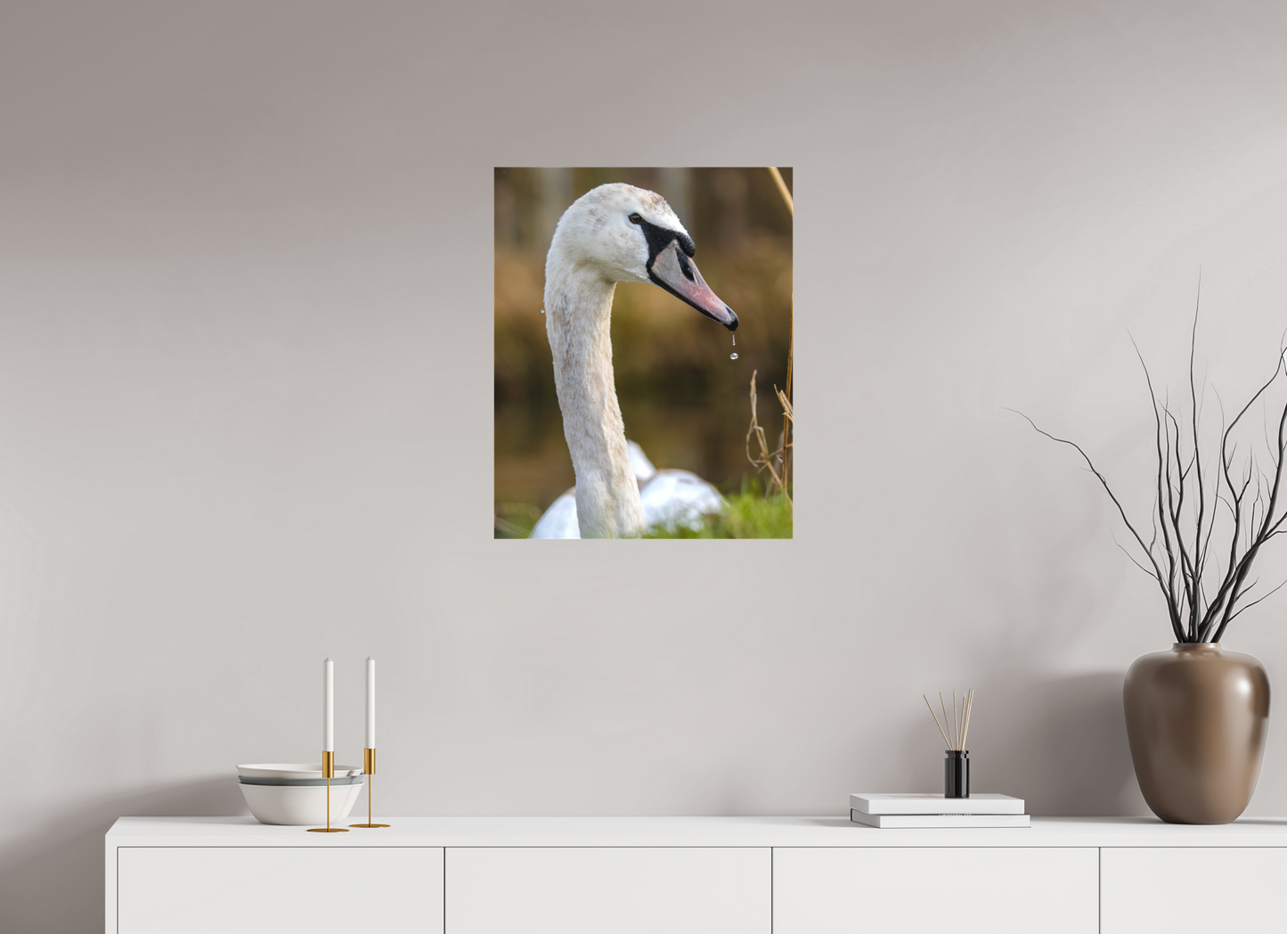 Grace in Motion: The Elegance of a Mute Swan