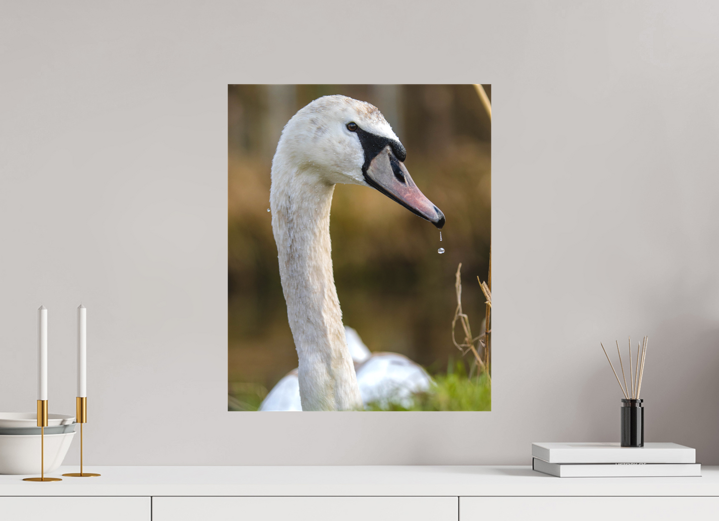 Grace in Motion: The Elegance of a Mute Swan