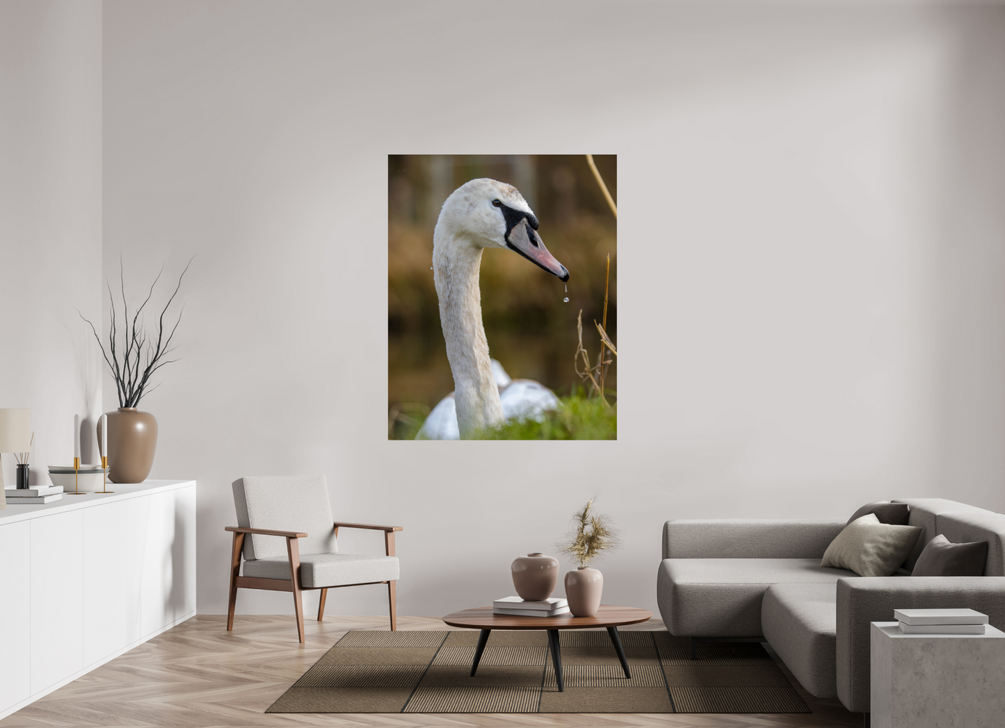 Grace in Motion: The Elegance of a Mute Swan
