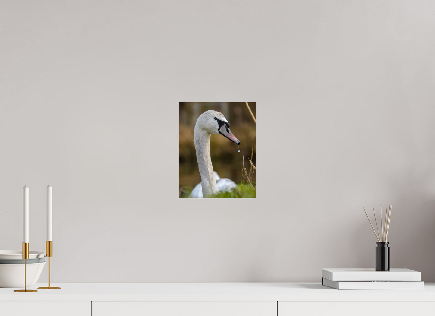 Grace in Motion: The Elegance of a Mute Swan