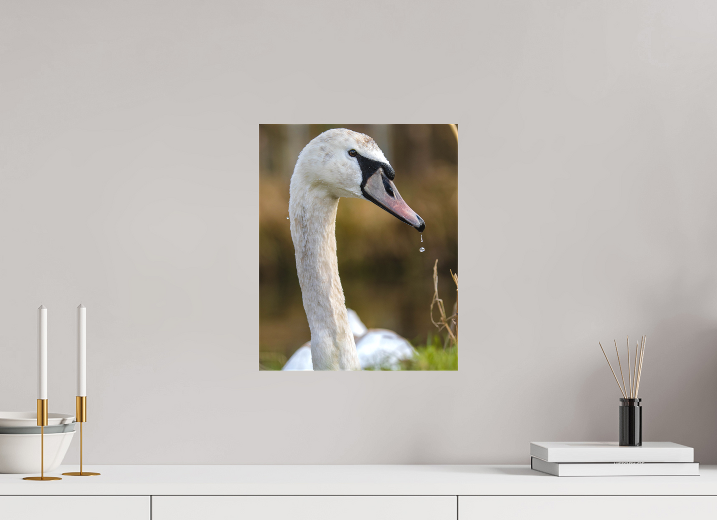 Grace in Motion: The Elegance of a Mute Swan
