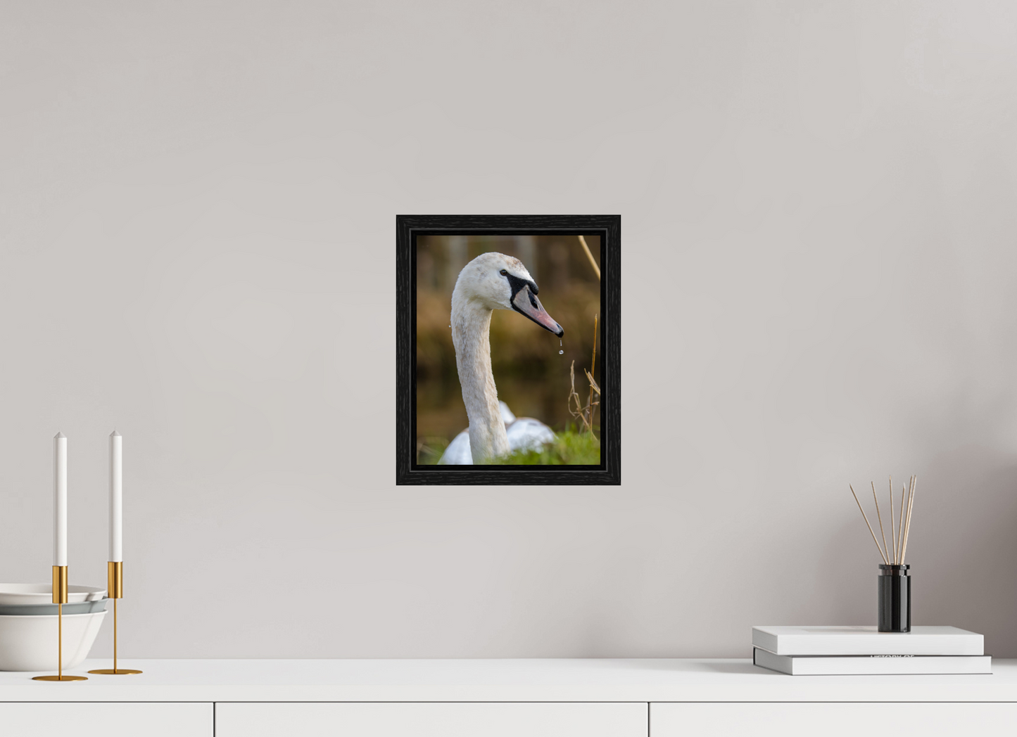 Grace in Motion: The Elegance of a Mute Swan