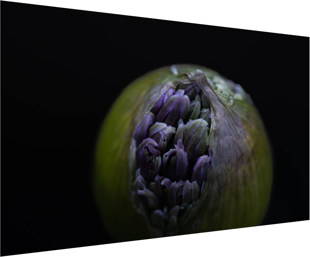 Wild Elegance: Allium in Bloom