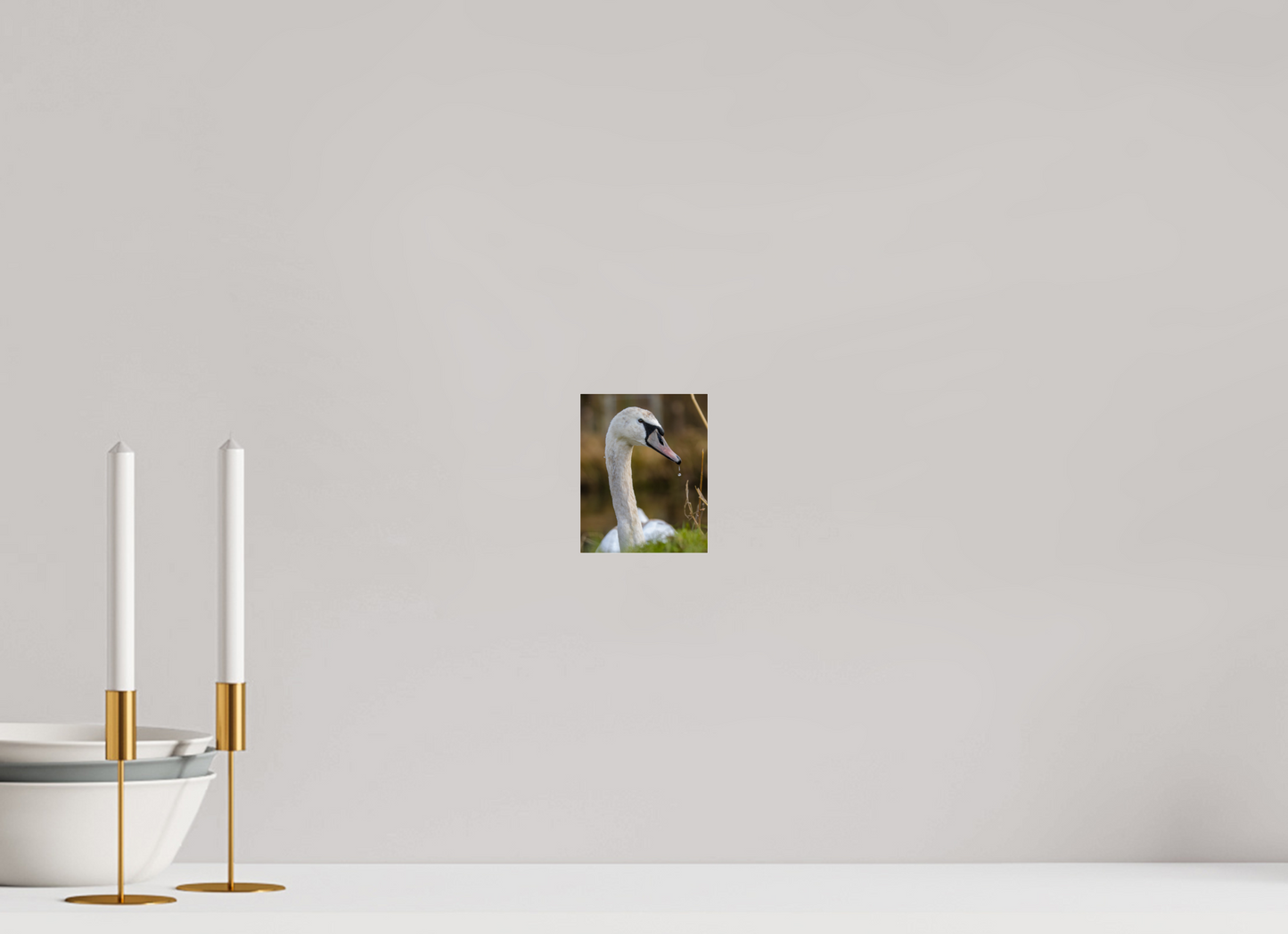 Grace in Motion: The Elegance of a Mute Swan