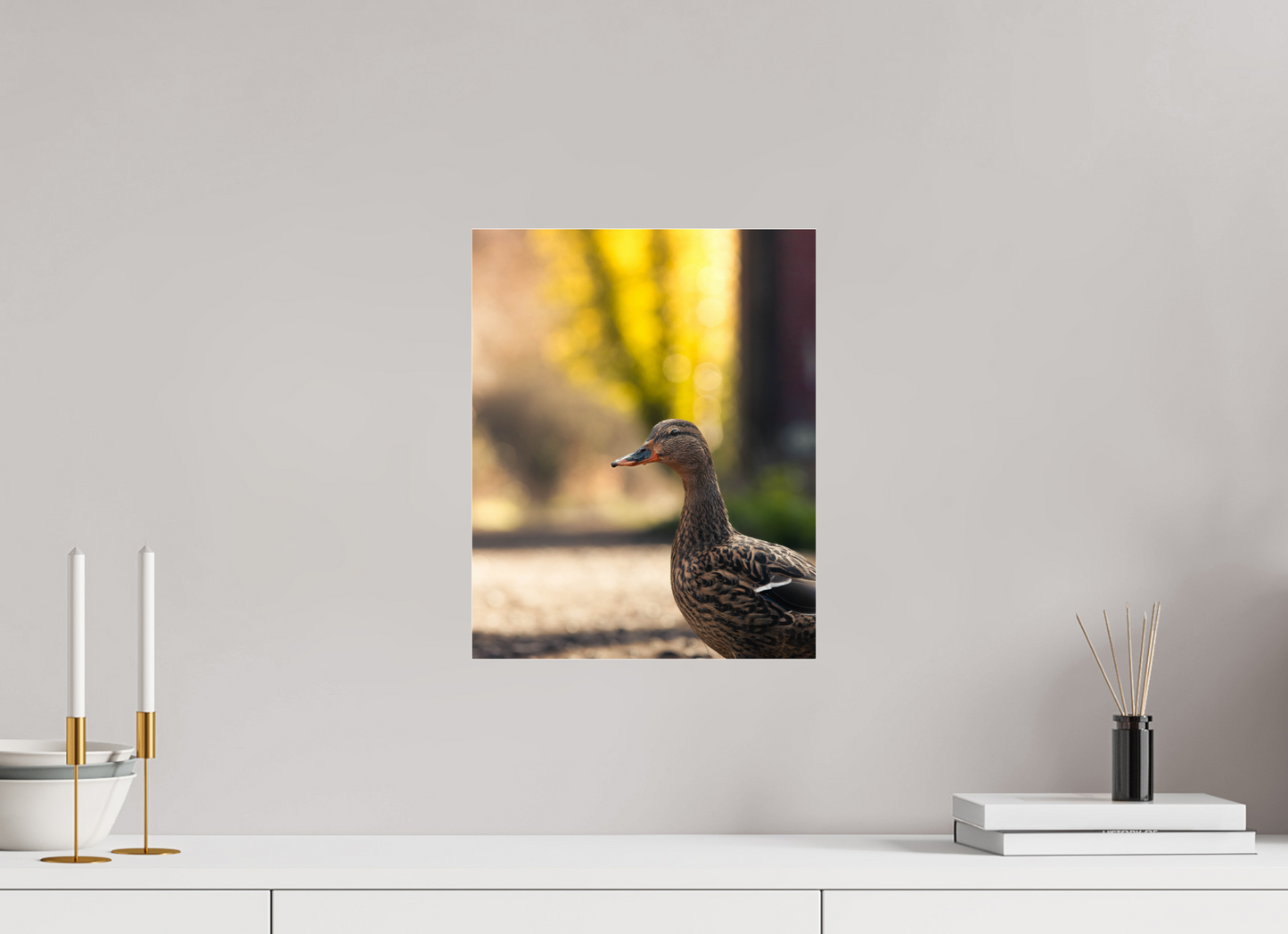 Golden Glow: A Mallard in the Light