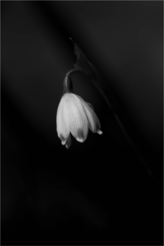 Solitary Elegance