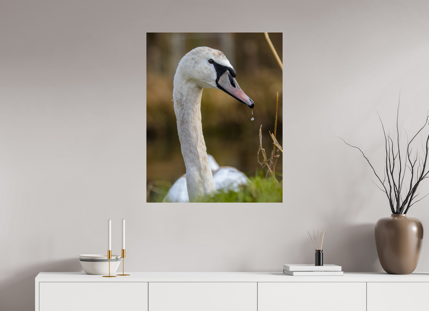 Grace in Motion: The Elegance of a Mute Swan