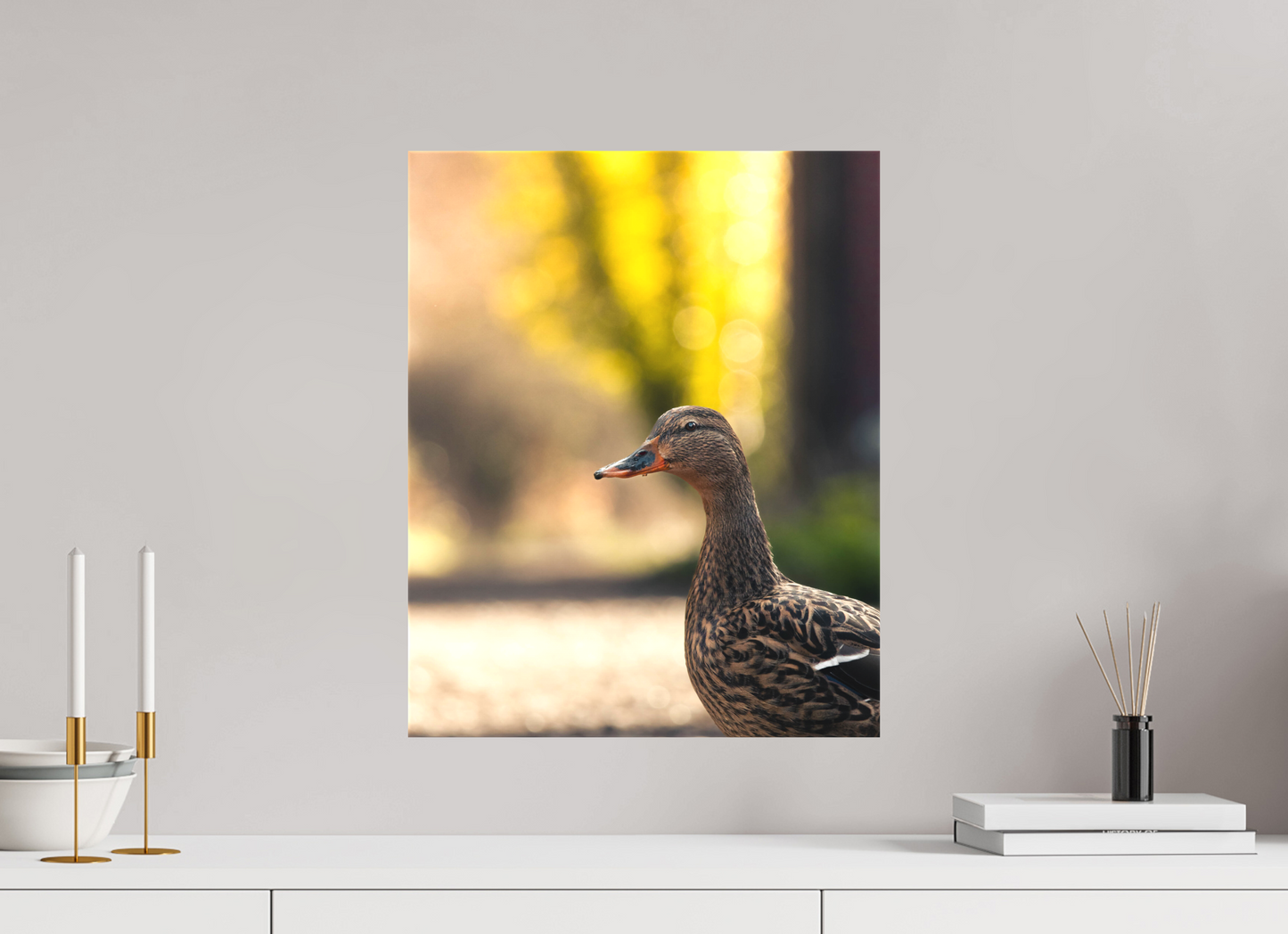 Golden Glow: A Mallard in the Light