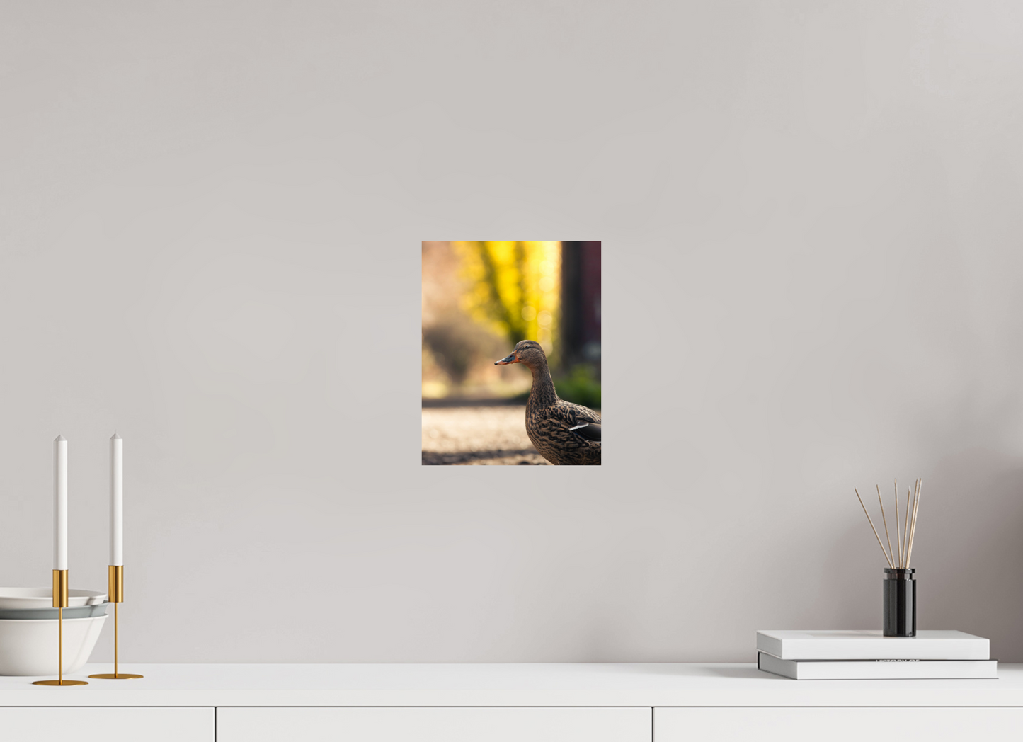 Golden Glow: A Mallard in the Light