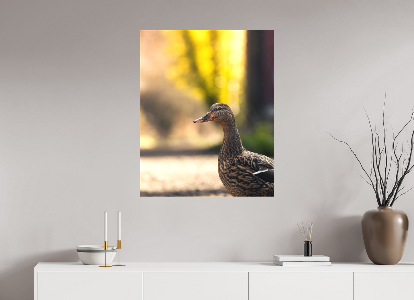 Golden Glow: A Mallard in the Light