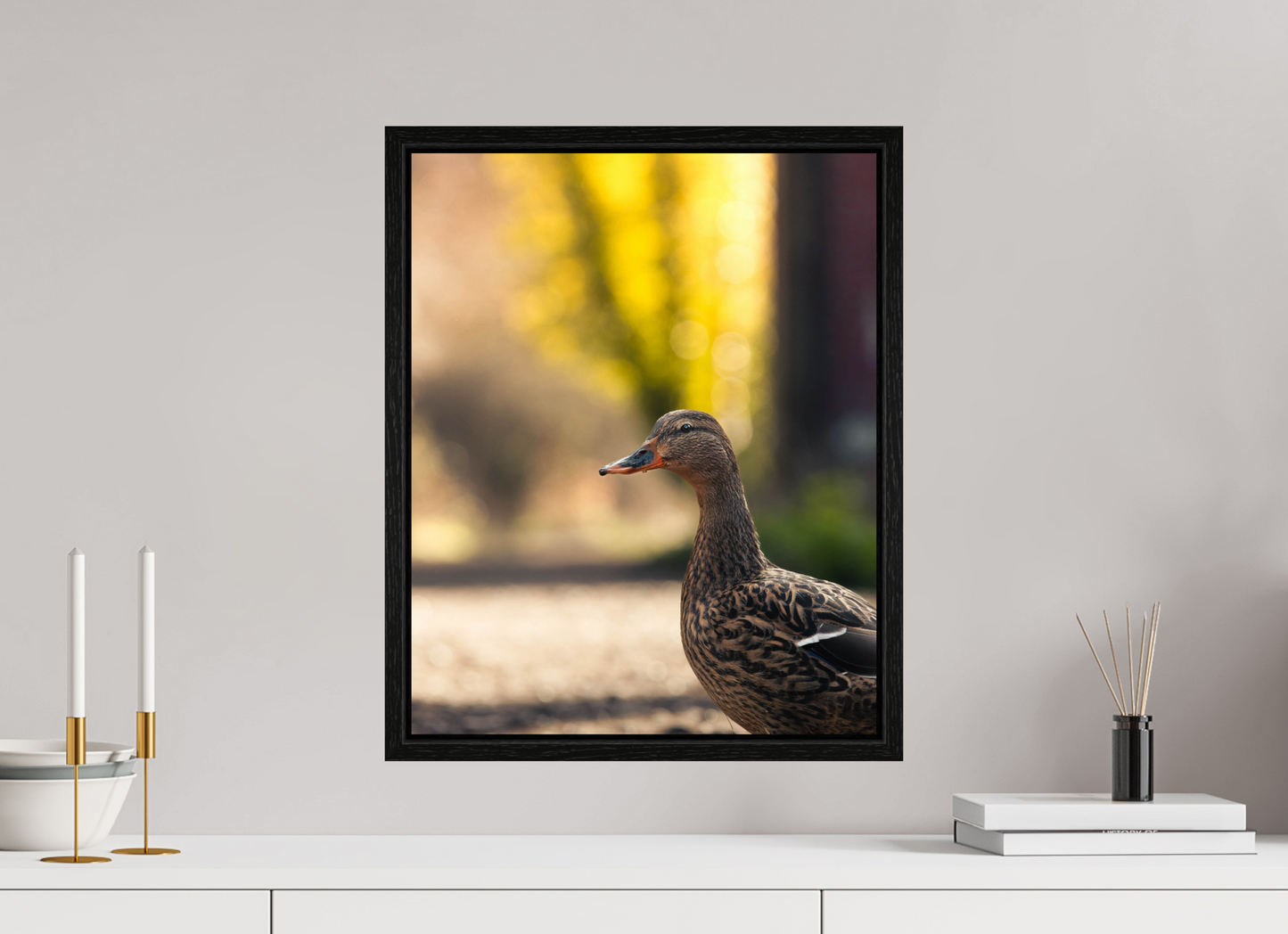 Golden Glow: A Mallard in the Light