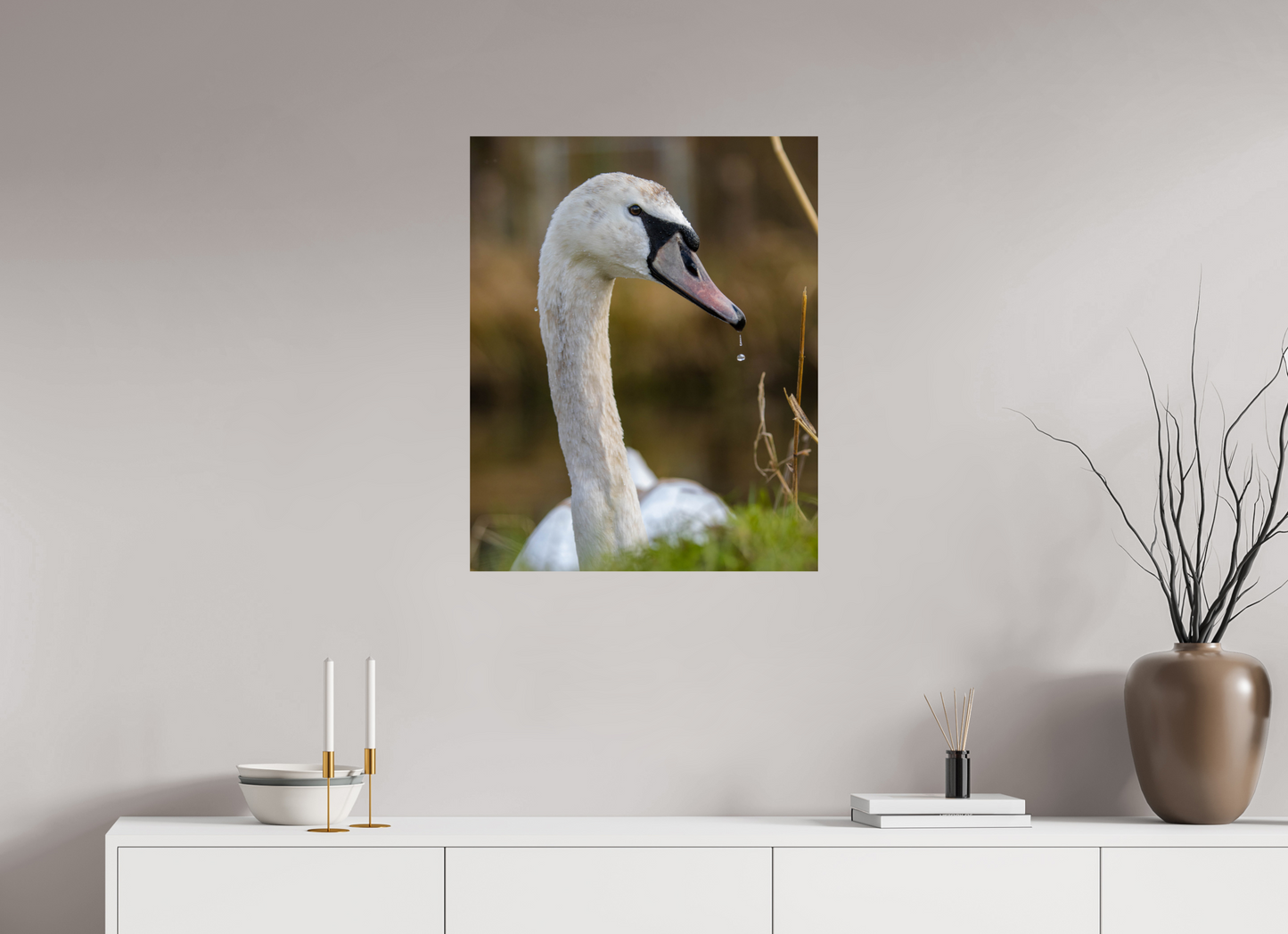 Grace in Motion: The Elegance of a Mute Swan