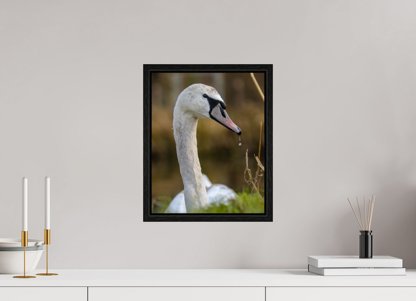 Grace in Motion: The Elegance of a Mute Swan