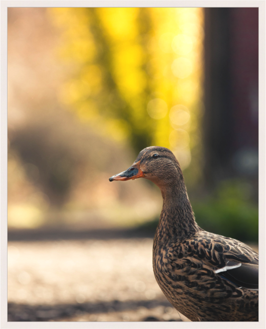 Golden Glow: A Mallard in the Light