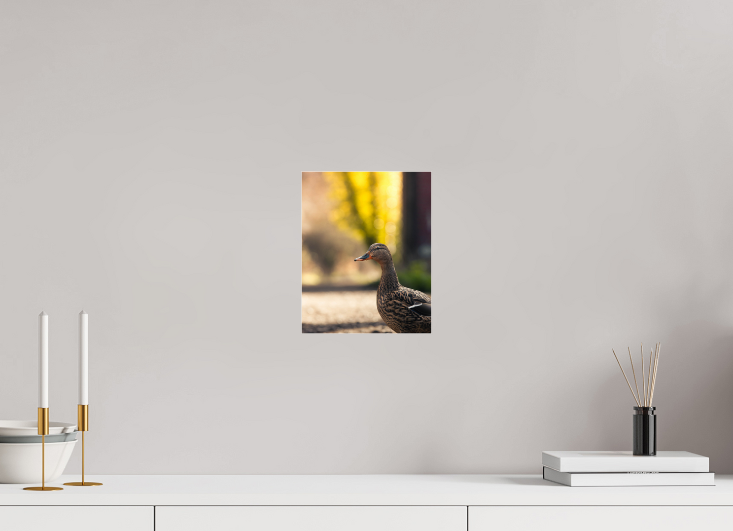 Golden Glow: A Mallard in the Light