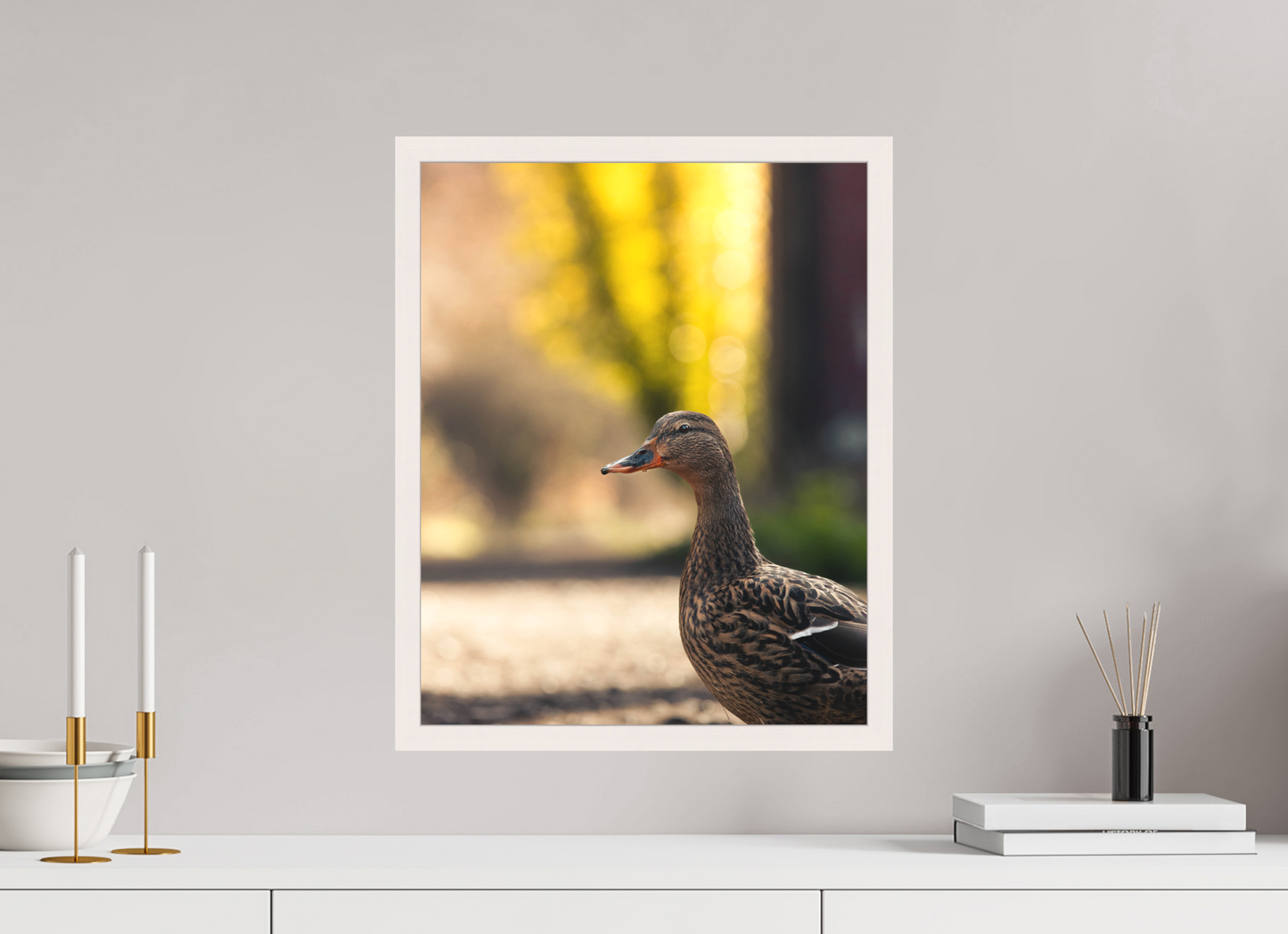 Golden Glow: A Mallard in the Light