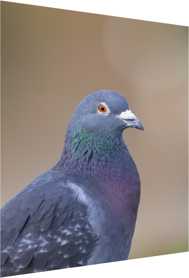 Urban Wild: Pigeon in Bushy Park