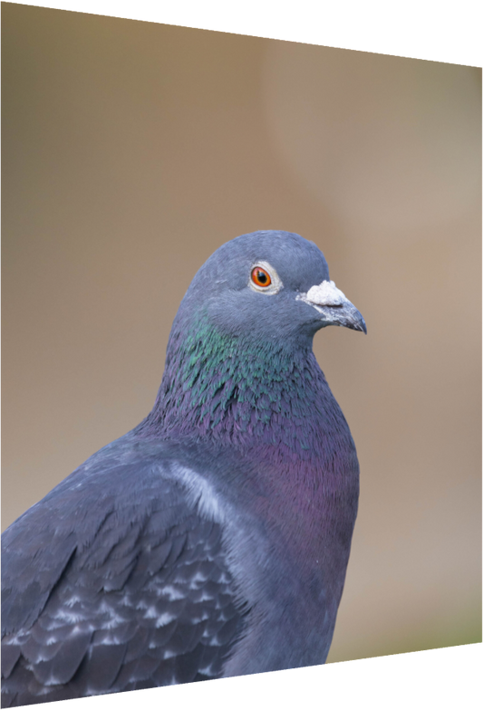 Urban Wild: Pigeon in Bushy Park