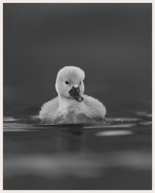 Silent Waters, Gentle Heart