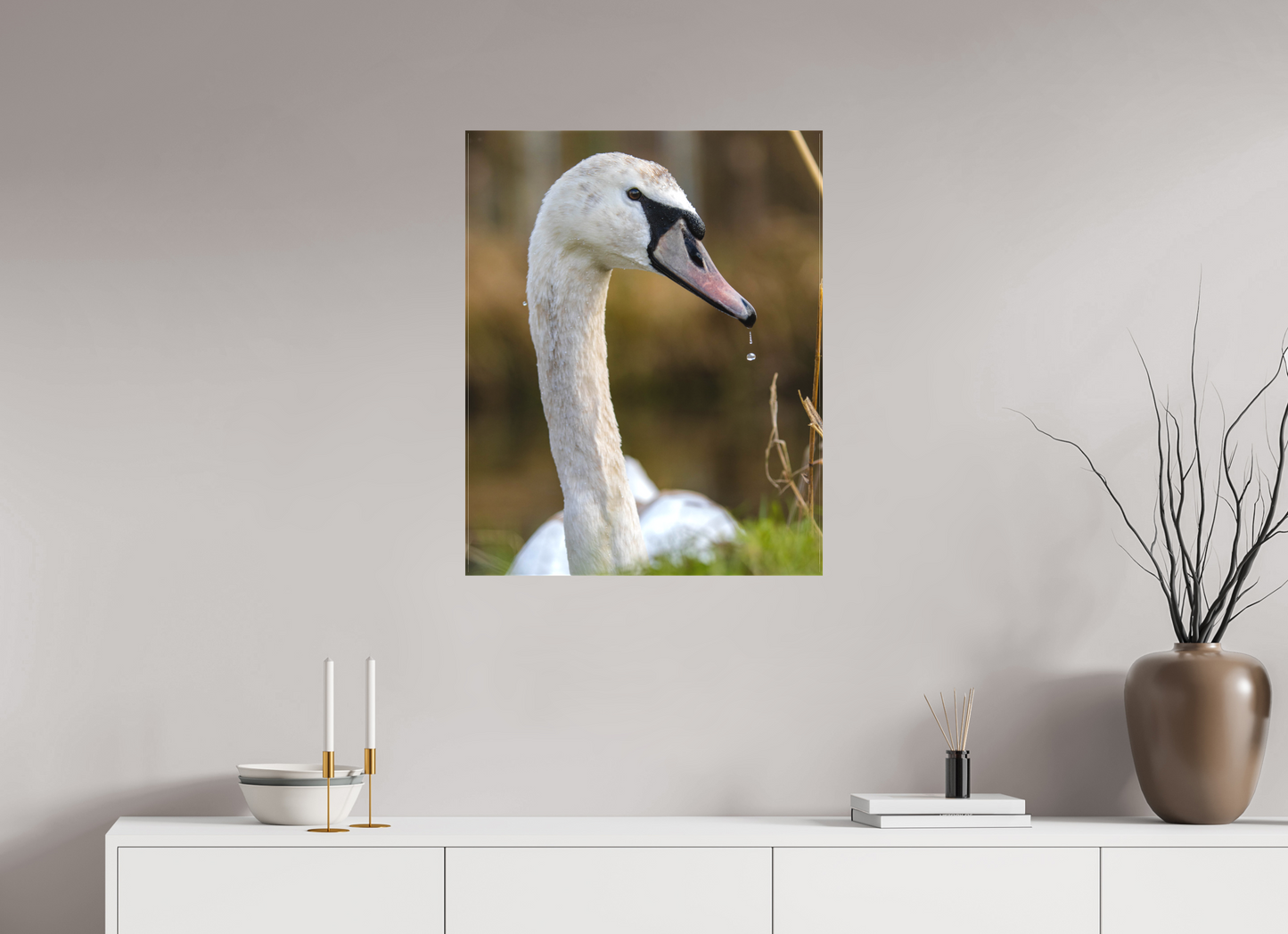 Grace in Motion: The Elegance of a Mute Swan