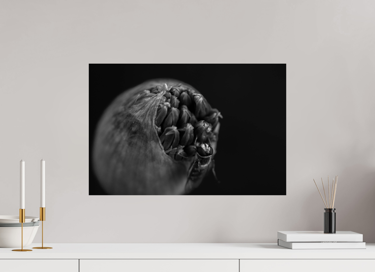 Monochrome Grace: Allium & Hoverfly