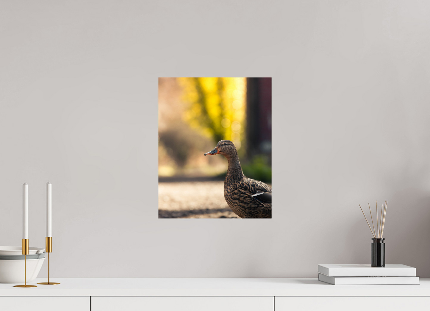 Golden Glow: A Mallard in the Light