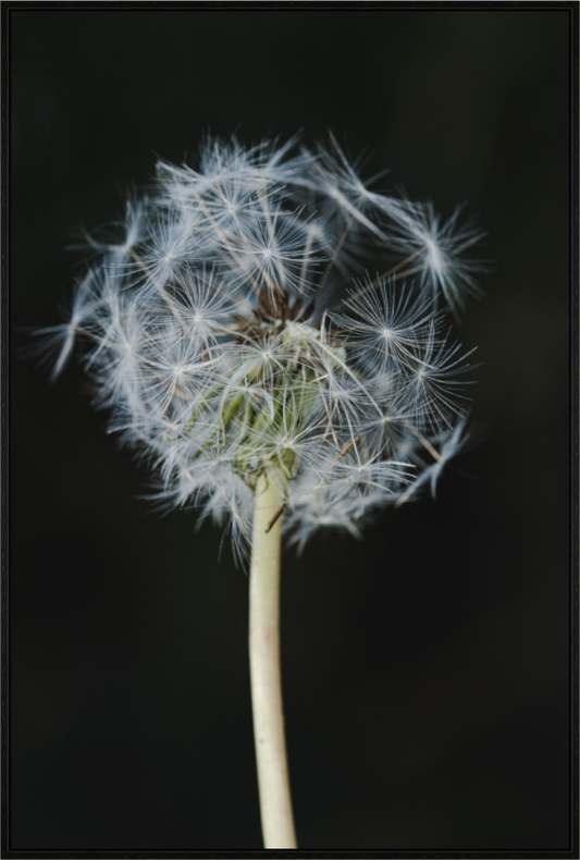 Fragile Dreams
