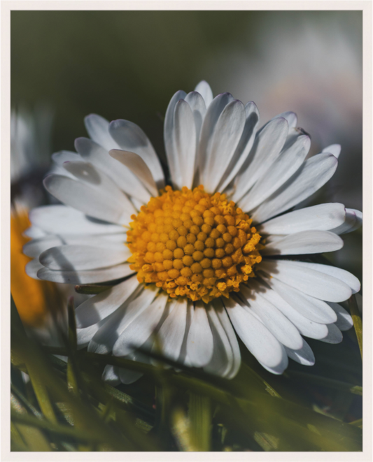 Sunlit Simplicity