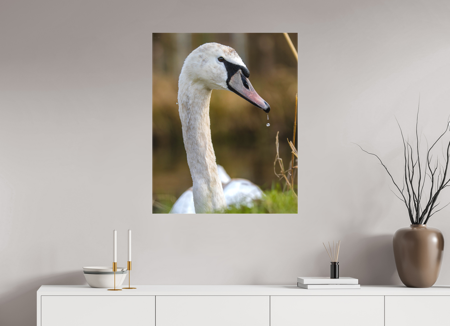 Grace in Motion: The Elegance of a Mute Swan