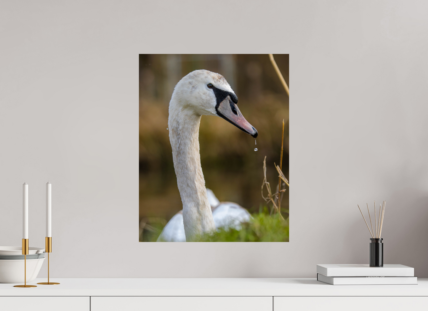 Grace in Motion: The Elegance of a Mute Swan