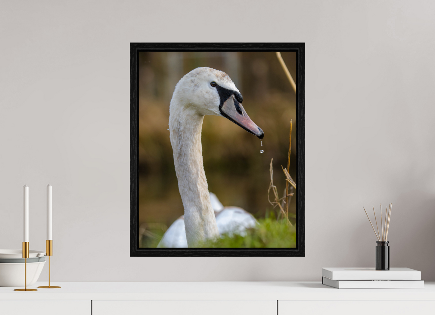 Grace in Motion: The Elegance of a Mute Swan