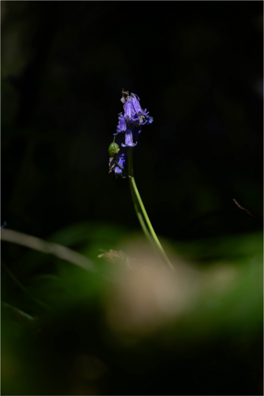 A Whisper in the Shadows
