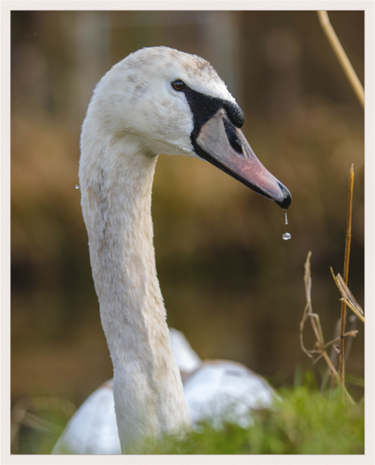 Grace in Motion: The Elegance of a Mute Swan