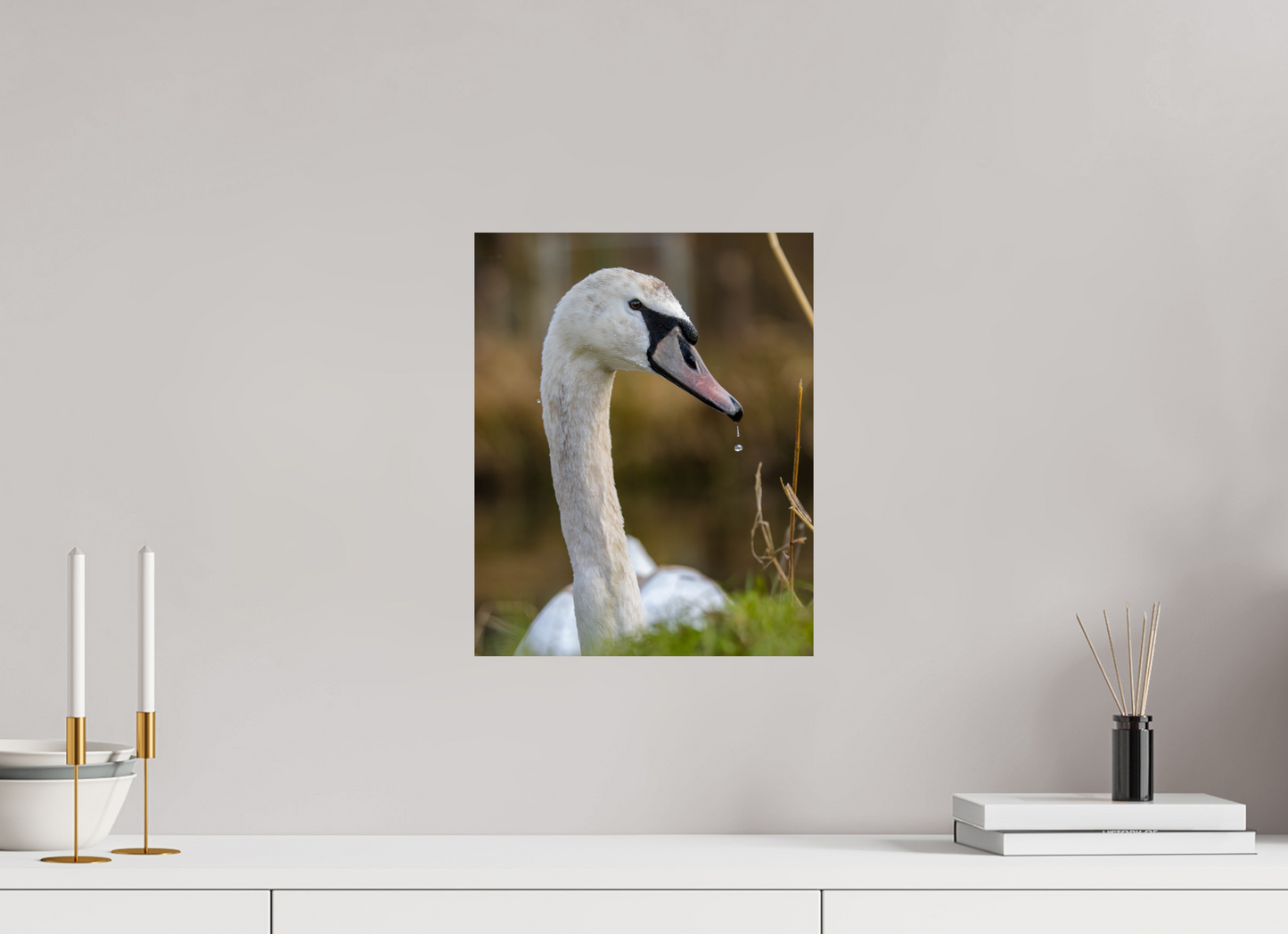 Grace in Motion: The Elegance of a Mute Swan