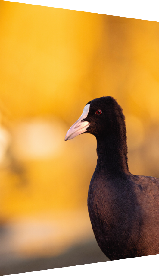 Golden Serenity: A Coot's Portrait