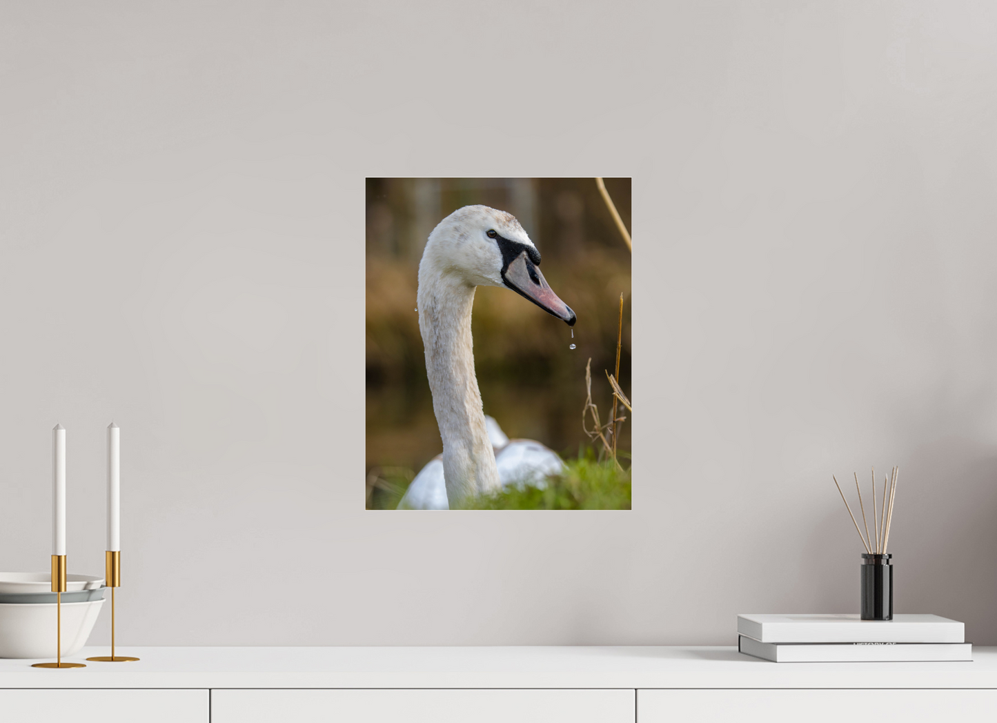 Grace in Motion: The Elegance of a Mute Swan