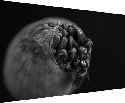 Monochrome Grace: Allium & Hoverfly
