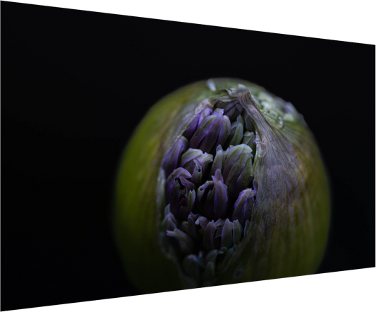 Wild Elegance: Allium in Bloom