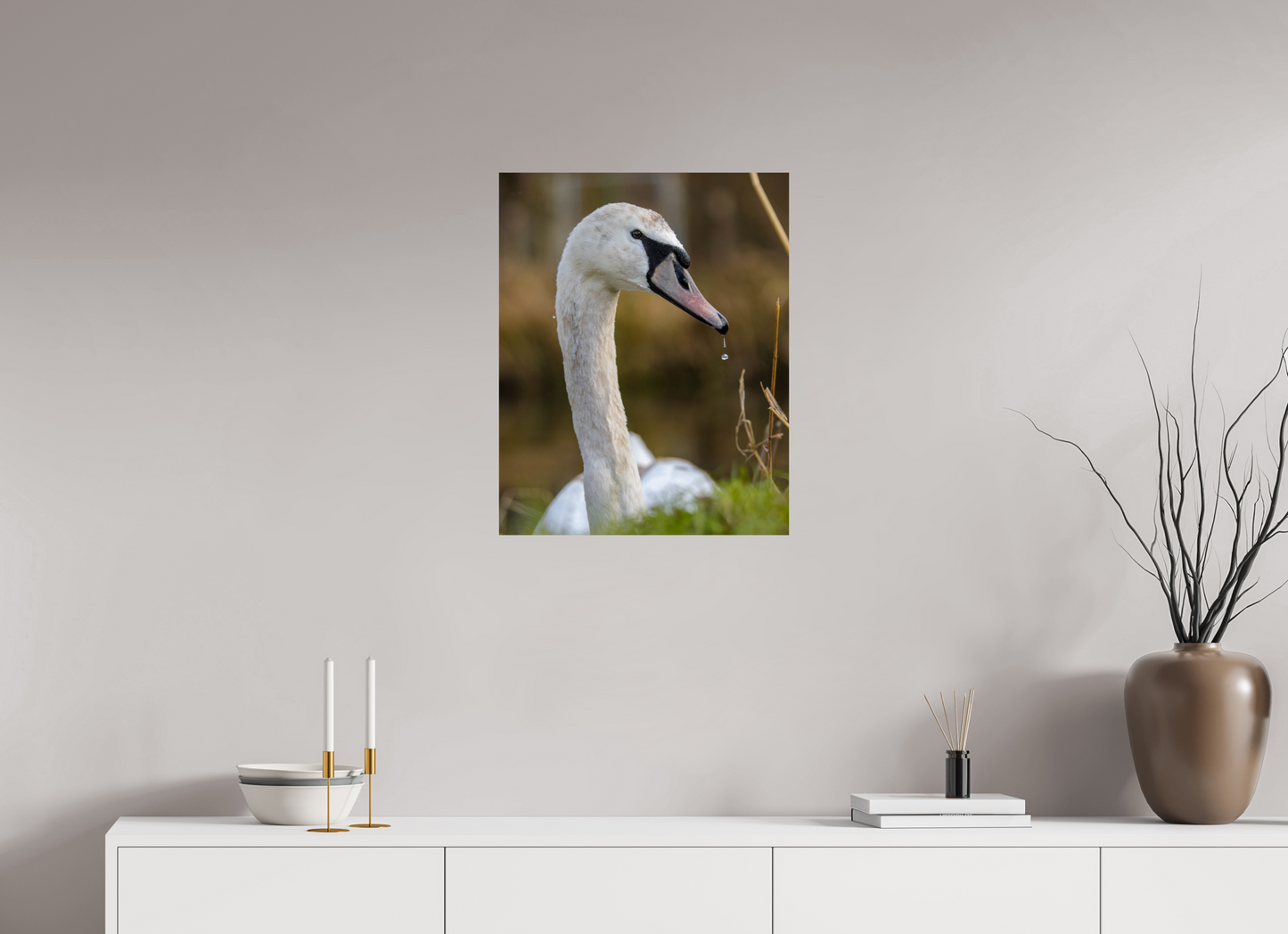 Grace in Motion: The Elegance of a Mute Swan