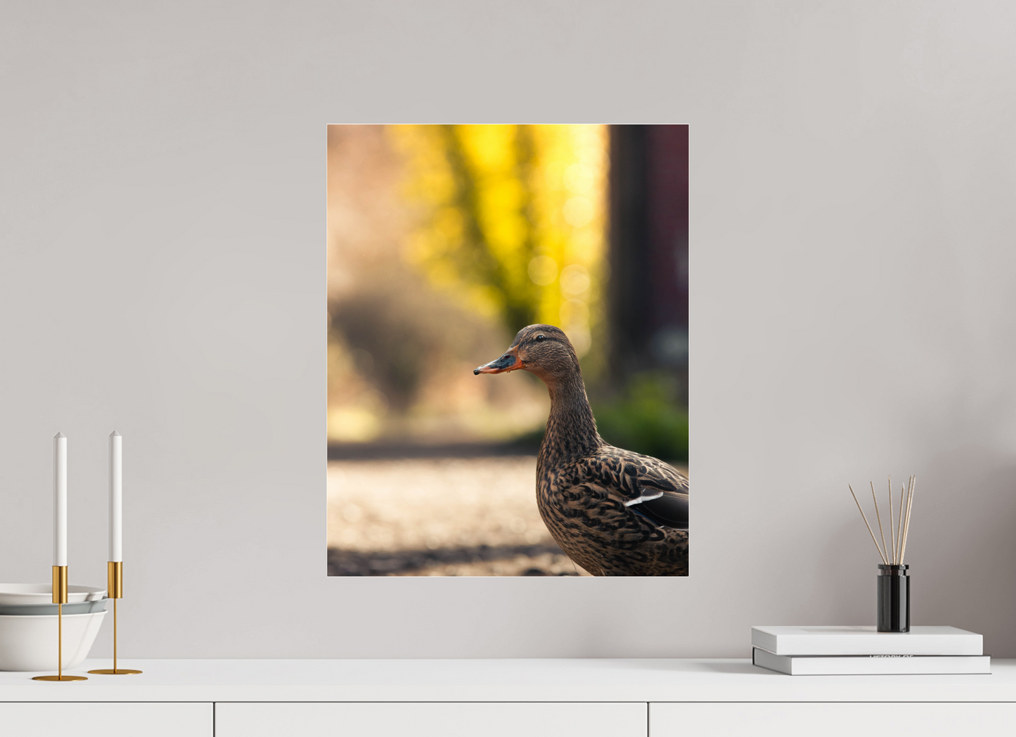Golden Glow: A Mallard in the Light