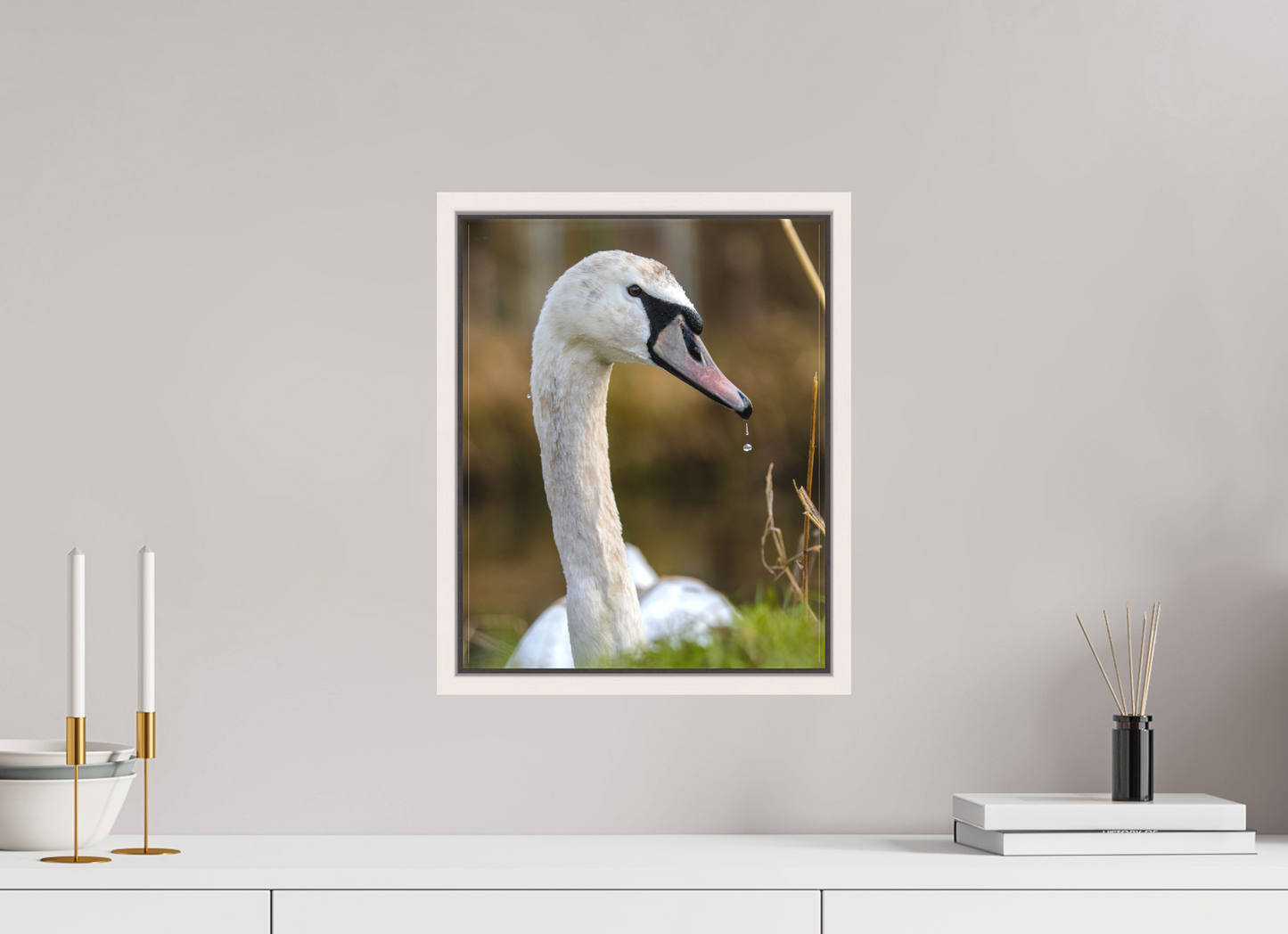 Grace in Motion: The Elegance of a Mute Swan