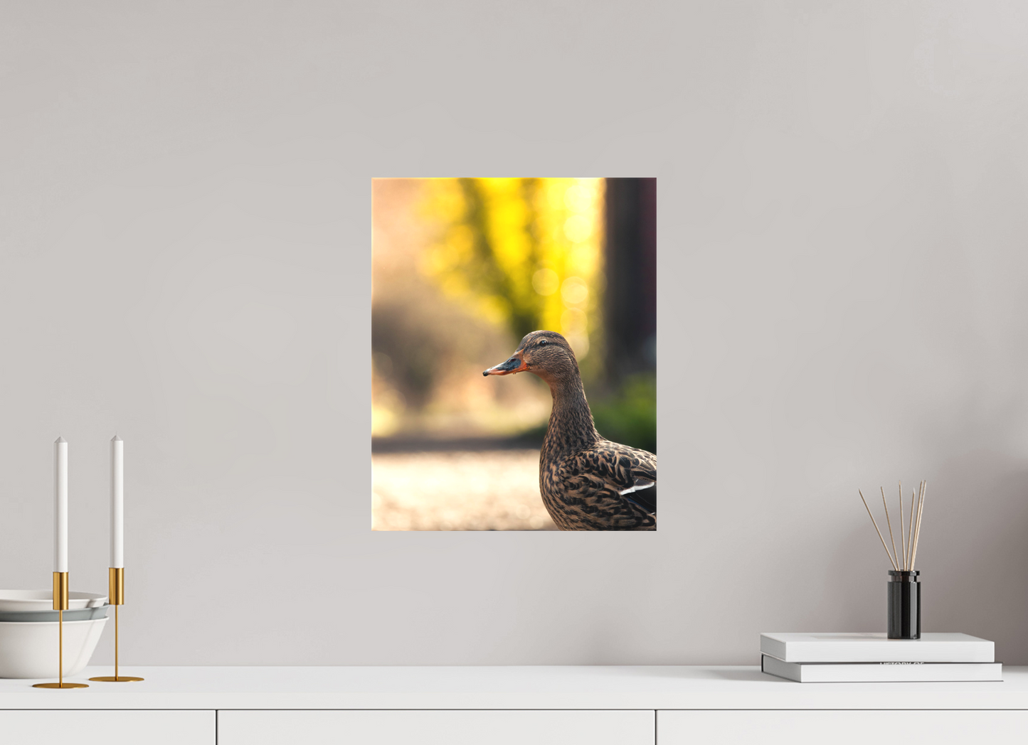 Golden Glow: A Mallard in the Light